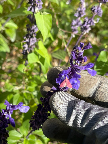 Pyrausta inornatalis