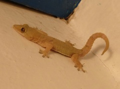 Hemidactylus mabouia