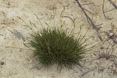 Carex melanocarpa
