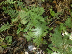 Leptolepia novae-zelandiae