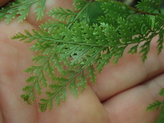 Leptolepia novae-zelandiae