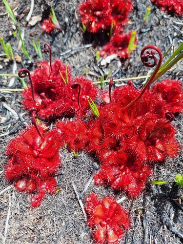 Red sundew (Drosera slackii)