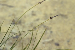 Carex melanocarpa