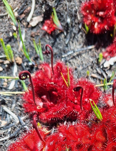Drosera slackii