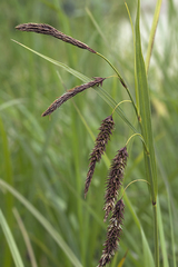 Carex cryptocarpa