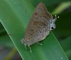 Arhopala eupolis