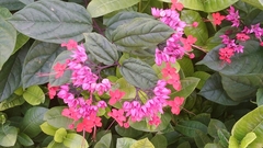 Clerodendrum thomsoniae