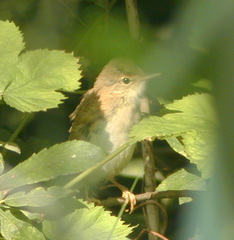 Acrocephalus palustris