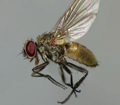 Fanniidae