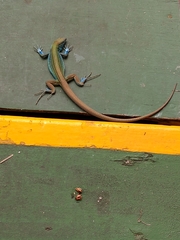 Cnemidophorus espeuti
