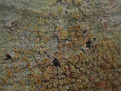 Brigantiaea chrysosticta