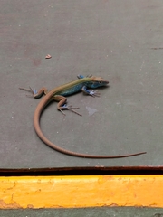 Cnemidophorus espeuti