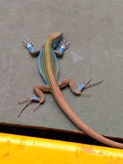 Cnemidophorus espeuti