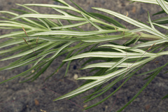 Artemisia leucophylla