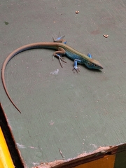 Cnemidophorus espeuti