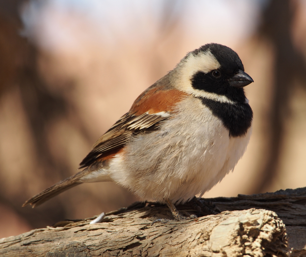 Cape Sparrow (Passer melanurus) photo