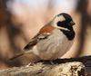 Cape Sparrow - Photo (c) Jenny Donald, some rights reserved (CC BY-NC), uploaded by Jenny Donald