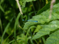 Coenagrion puella
