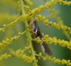Stenocatantops angustifrons