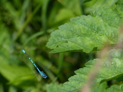 Coenagrion puella
