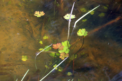 Ranunculus amphitrichus