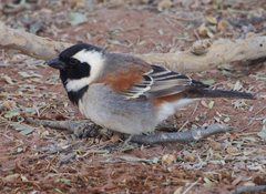 Cape Sparrow photo 3