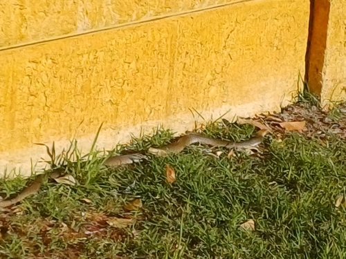 Mainland Dugite sighting