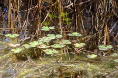 Ranunculus amphitrichus