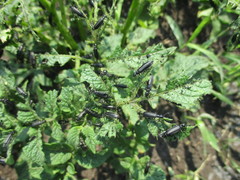 Epicauta megalocephala