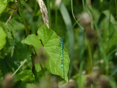 Coenagrion puella