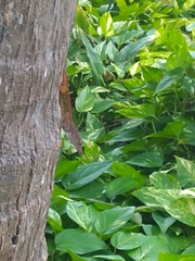 Anolis concolor