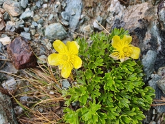 Ranunculus sericophyllus