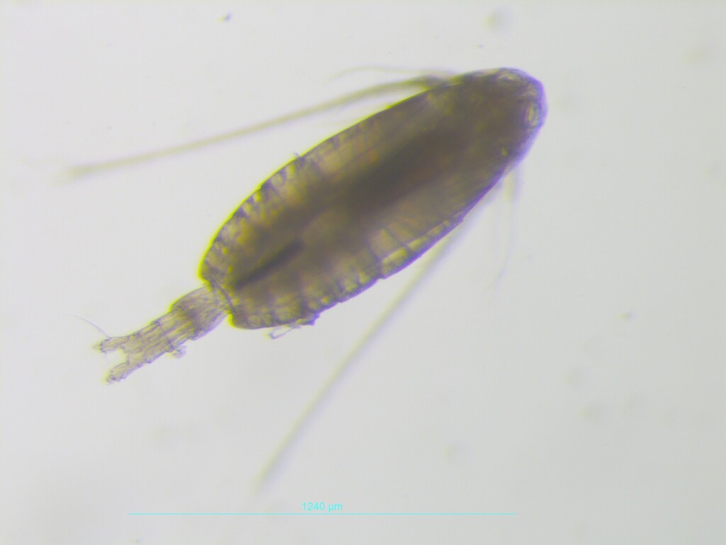 Canthocalanus