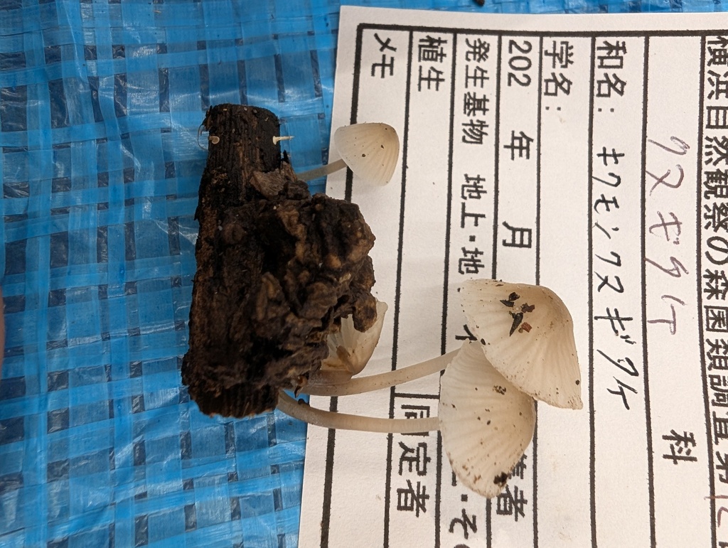 Mycena chrysanthemiformis