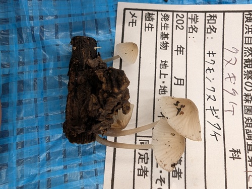 Mycena chrysanthemiformis