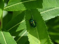 Oreina gloriosa