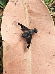Anthrax dolabratus