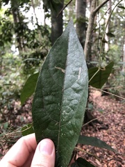 Aristolochia praevenosa