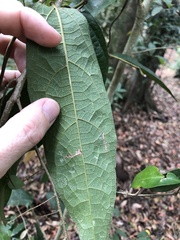 Aristolochia praevenosa