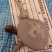 ウスムラサキシメジ