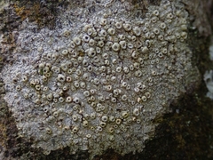 Thelotrema