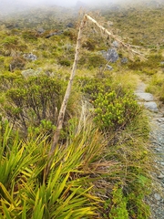 Aciphylla horrida