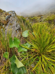 Aciphylla horrida