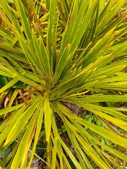 Aciphylla horrida