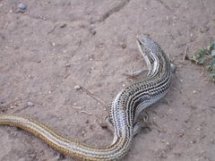 Plestiodon multivirgatus