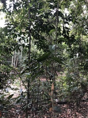 Aristolochia praevenosa