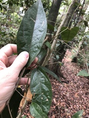 Aristolochia praevenosa