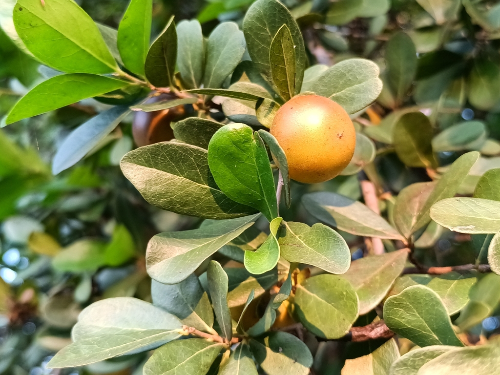 Diospyros palmeri; photograph (c) nasua, some rights reserved (CC BY)