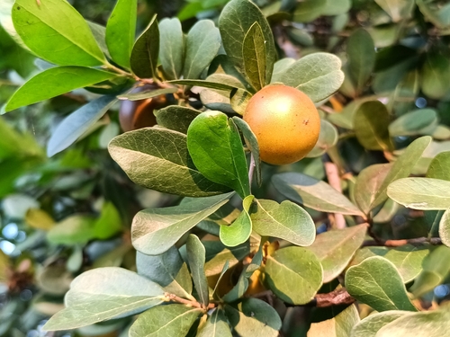 Diospyros palmeri