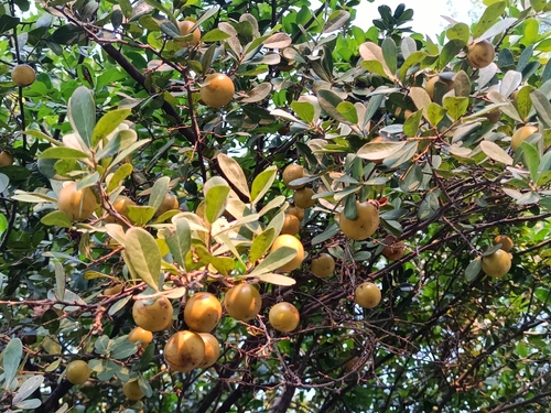 Diospyros palmeri, photograph 1